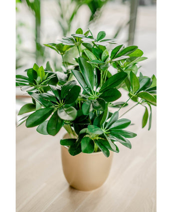 Kunstpflanze Baby Schefflera 45 cm