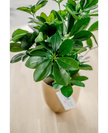 Kunstpflanze Baby Schefflera 45 cm
