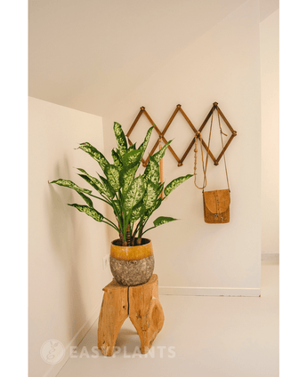 Kunstpflanze Dieffenbachia 75 cm