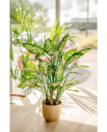 Kunstpflanze Dieffenbachia 75 cm