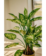 Kunstpflanze Dieffenbachia 75 cm