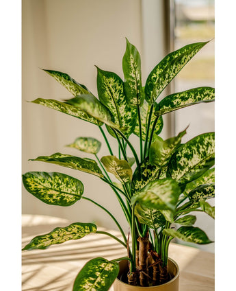 Kunstpflanze Dieffenbachia 75 cm