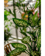 Kunstpflanze Dieffenbachia 75 cm