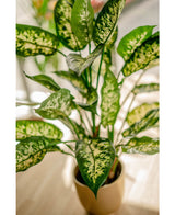 Kunstpflanze Dieffenbachia 75 cm