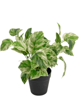 Kunstpflanze Golden Vine im Topf 35cm
