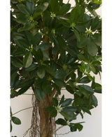 Kunstpflanze Schefflera kleines Blatt 150 cm