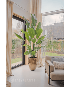 Kunstpflanze Strelitzia Nicolai Deluxe 215 cm