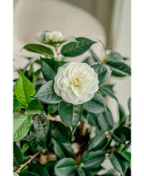 Een close-up van de Kunstplant Camellia japonica 100 cm toont de gelaagde witte bloemblaadjes en donkergroene bladeren, met een andere witte bloem zacht vervaagd op de achtergrond.