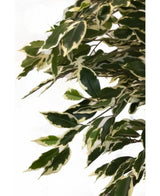 De Kunstplant Ficus Bont 150 cm heeft groene bladeren met roomwitte randen, dicht op elkaar gerangschikt op takken voor een weelderige, levensechte uitstraling tegen een effen witte achtergrond.