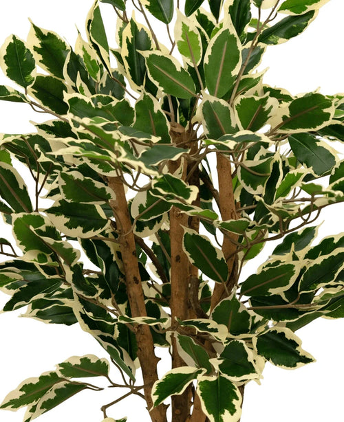 Eine Nahaufnahme der Kunstpflanze Ficus Grün/Weiß 90 cm mit grünen Blättern mit cremeweißem Rand und mehreren braunen Stielen vor einem schlichten weißen Hintergrund.