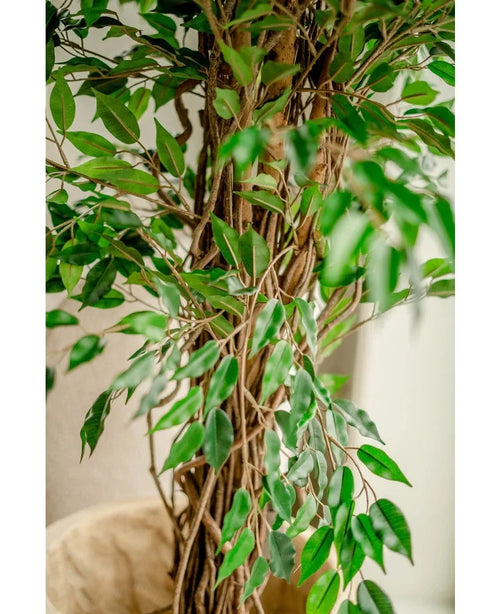 Nahaufnahme der Kunstpflanze Ficus Liana 180 cm, mit dünnen braunen Stämmen und vielen glänzend grünen Blättern, drinnen an einer hellen Wand platziert – dieser naturgetreue Kunstbaum verleiht jedem Raum Charme.