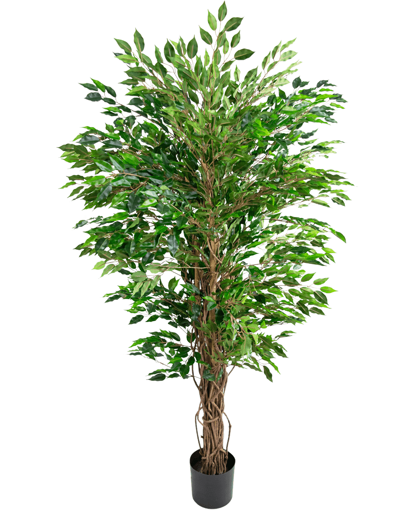Die künstliche hawaiianische Ficus-Liane (150 cm) hat üppige grüne Blätter und mehrere gedrehte braune Stängel in einem kleinen schwarzen Topf vor einem schlichten weißen Hintergrund.