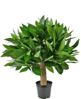De Kunstplant Laurier UV d33 cm heeft een compact, bladgroen ontwerp met een dikke stam en levendig gebladerte, tegen een effen witte achtergrond.