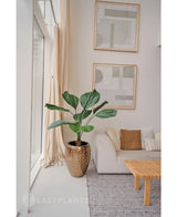 Een Kunstplant Lucuala Grandis 120 cm in een moderne pot staat naast een witte bank met beige kussens in een lichte, minimalistische woonkamer. Abstracte kunst hangt erboven en zonlicht stroomt door de hoge ramen.