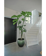 Eine künstliche Pflanze Monstera 210 cm steht in einem Topf auf einem grauen Boden neben einer weißen Treppe mit geschwungenem Geländer in einem modernen, minimalistischen Interieur. Links ist eine schwarze Tür zu sehen.