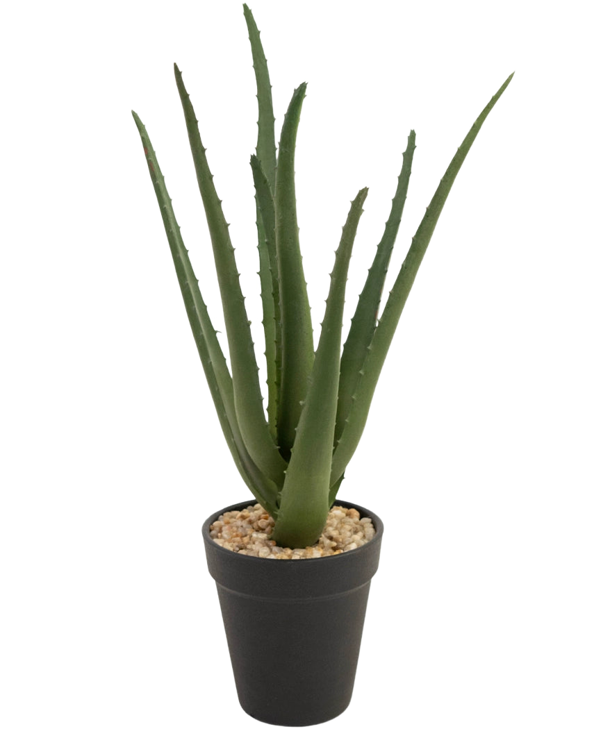 Die Kunstpflanze Aloe Vera 33 cm hat lange, dünne grüne Blätter, die in kleinen Steinen in einem eleganten schwarzen Topf vor einem weißen Hintergrund nach oben wachsen.