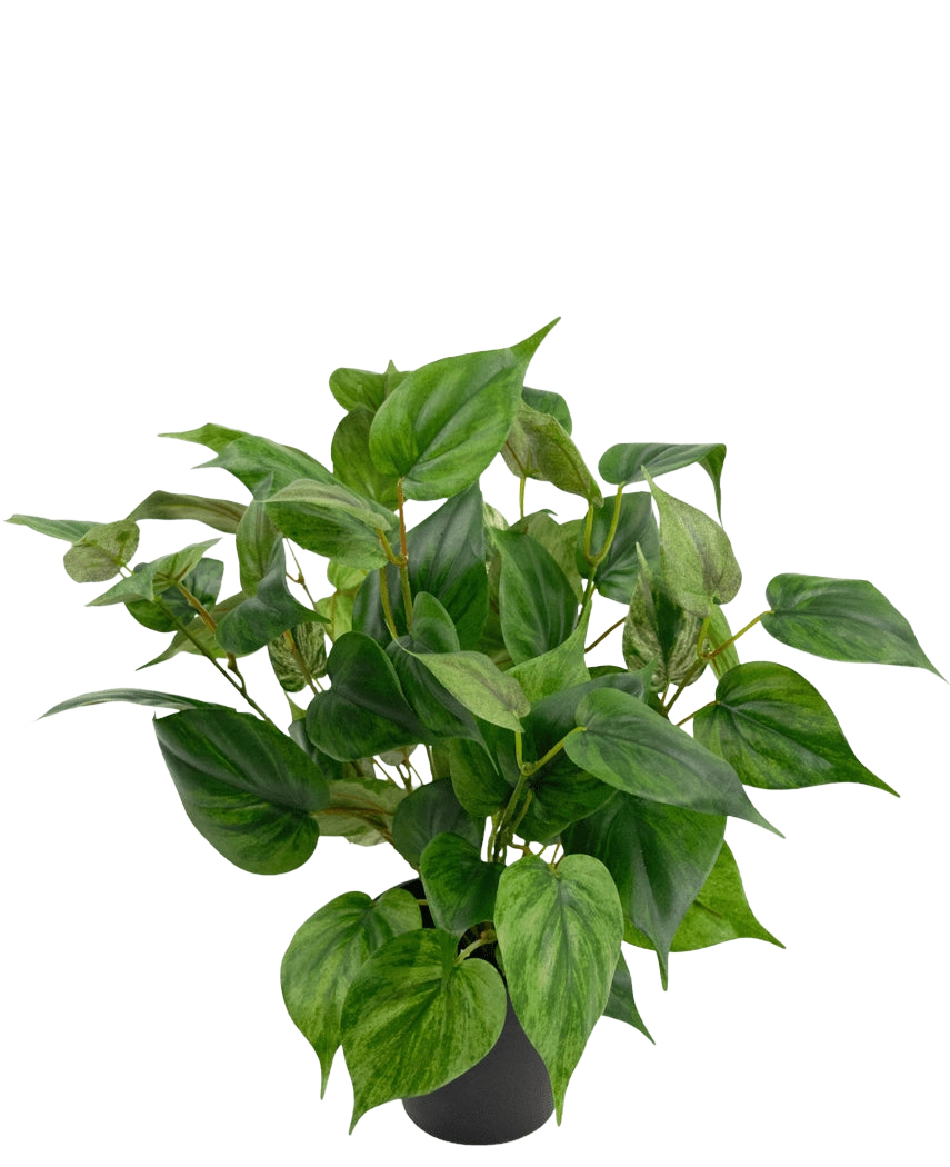 Eine lebhafte Kunstpflanze Philodendron in einem 35-cm-Topf mit herzförmigen Blättern sitzt in einem eleganten schwarzen Topf vor einem schlichten weißen Hintergrund.