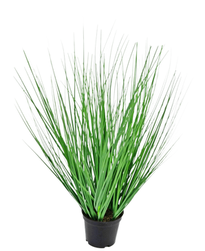 De Kunst Grasplant Ui 50 cm brandvertragend is een kunstplant in pot met lange, dunne, rechtopstaande groene bladeren in een compacte zwarte kunststof pot, afgebeeld tegen een witte achtergrond.