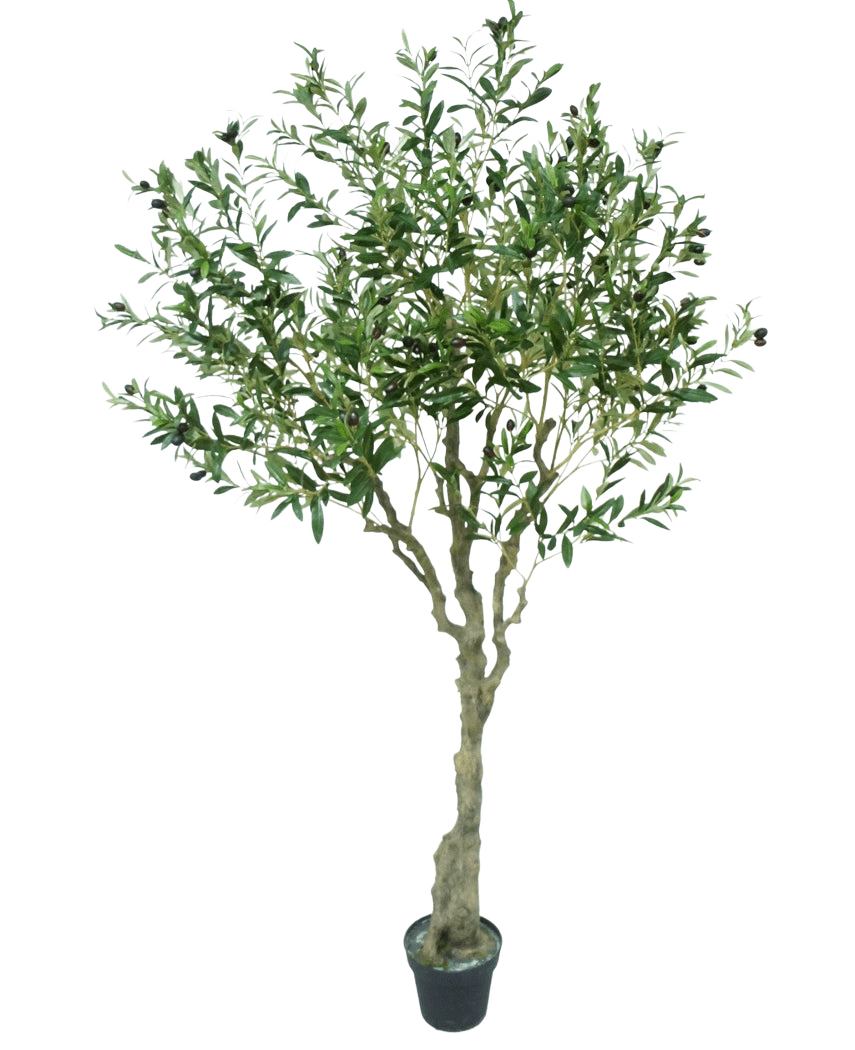 Der künstliche Olivenbaum 200 cm hat einen schlanken hellbraunen Stamm, zahlreiche grüne Blätter und kleine dunkle Oliven an den Zweigen. Dieser künstliche Olivenbaum sieht vor einem weißen Hintergrund naturgetreu aus.