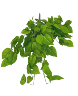De Kunst Pothos Struik Deluxe 90cm heeft levendige groene, hartvormige bladeren op slanke stelen, tegen een effen witte achtergrond.
