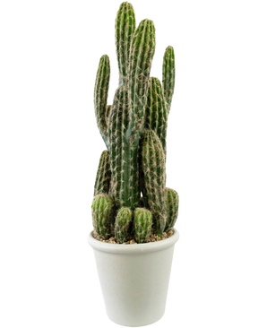 De Kunst Cactus 62 cm heeft hoge, groene, rechtopstaande stelen met stekels en wordt geleverd in een witte pot gevuld met kiezels, tegen een effen witte achtergrond.