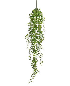 De Kunst hangplant Pumila 100 cm heeft een lange slingerende liaan met kleine, ronde groene blaadjes die aan een enkele stengel hangen, tegen een effen witte achtergrond.