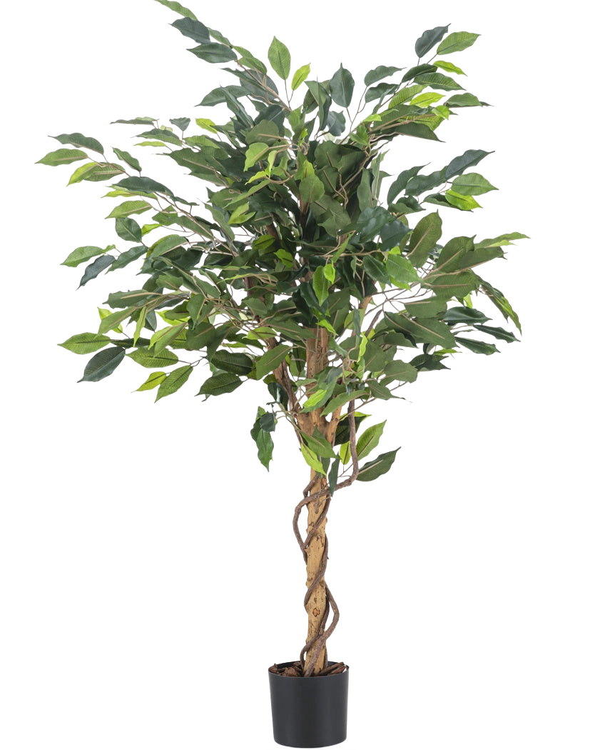 Die Kunstpflanze Ficus Green 120 cm hat grüne Blätter und einen gedrehten Stiel, in einem kleinen schwarzen Topf vor einem schlichten weißen Hintergrund.