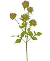 De Kunstbloem Distel 66 cm bruin heeft een groene steel met verschillende vertakkende bladeren en zes bruine, piekerige bloemhoofdjes tegen een effen witte achtergrond.
