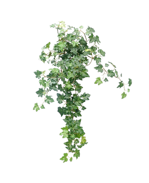 De Kunst Klimop Deluxe Groen 60cm is een weelderige, kunstmatige klimopplant met trapsgewijze groene bladeren tegen een effen witte achtergrond.
