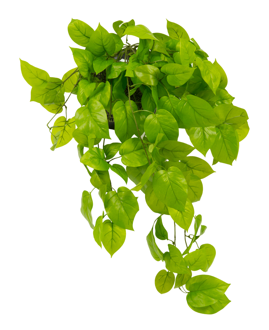 Der künstliche Pothos-Strauch Deluxe 90 cm UV hat leuchtend grüne, herzförmige Blätter, die herabfallen, vor einem schlichten weißen Hintergrund.