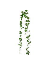 De Kunst Klimop Slinger 180 cm groen heeft puntige groene klimopbladeren die in twee strengen tegen een effen witte achtergrond hangen.