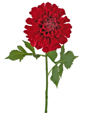 De Kunstbloem Dahlia 50 cm rood heeft een enkele rode dahlia bloem met gelaagde bloemblaadjes en groen gekarteld blad op een lange steel, geïsoleerd tegen een witte achtergrond.
