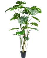 Die Kunstpflanze Monstera 210 cm ist eine hohe Topfpflanze mit mehreren langen Stielen und großen, glänzenden, gespaltenen grünen Blättern, die einer echten Monstera ähneln. Hier vor einem schlichten weißen Hintergrund dargestellt.