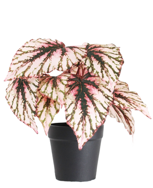 De Kunst Begonia in pot paars UV 25 cm heeft grote, hartvormige bladeren met roze, groene en crème bonte kleuren en wordt geleverd in een kleine zwarte pot tegen een effen witte achtergrond.