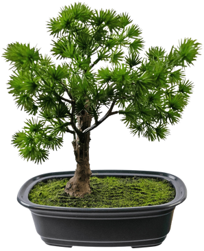 De Kunstplant Bonsai Juniper 20 cm heeft dicht, stekelig groen blad in een rechthoekige zwarte pot met mos, tegen een effen witte achtergrond.