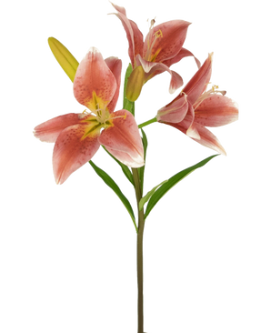 Een Kunstbloem Aziatische Lelie 66 cm oud roze steel heeft verschillende bloeiende oudroze lelies met gele hartjes en groene blaadjes tegen een witte achtergrond.