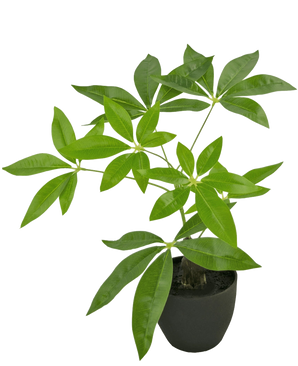 De Kunst Pachira 30 cm is een kunstgeldboom in pot met meerdere stammen en glanzend groene bladeren in een zwarte pot, tegen een effen witte achtergrond.