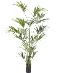 Künstliche Palme Kentia 220 cm