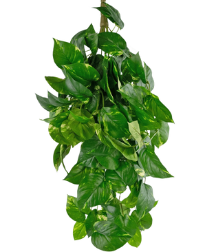 De Kunst hangplant Golden Vine Deluxe 80 cm is een weelderige, hangende kunstplant met levendige groene, hartvormige bladeren en lichtgele bonte kleuren, perfect om een vleugje groen toe te voegen aan elke ruimte.