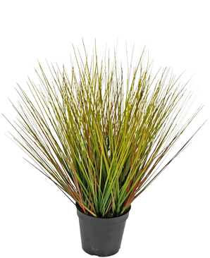 De Kunst Grasplant Ui 50 cm brandvertragend heeft lange, dunne groene en roodbruine sprieten in een stekelige vorm, in een kleine zwarte pot tegen een witte achtergrond.
