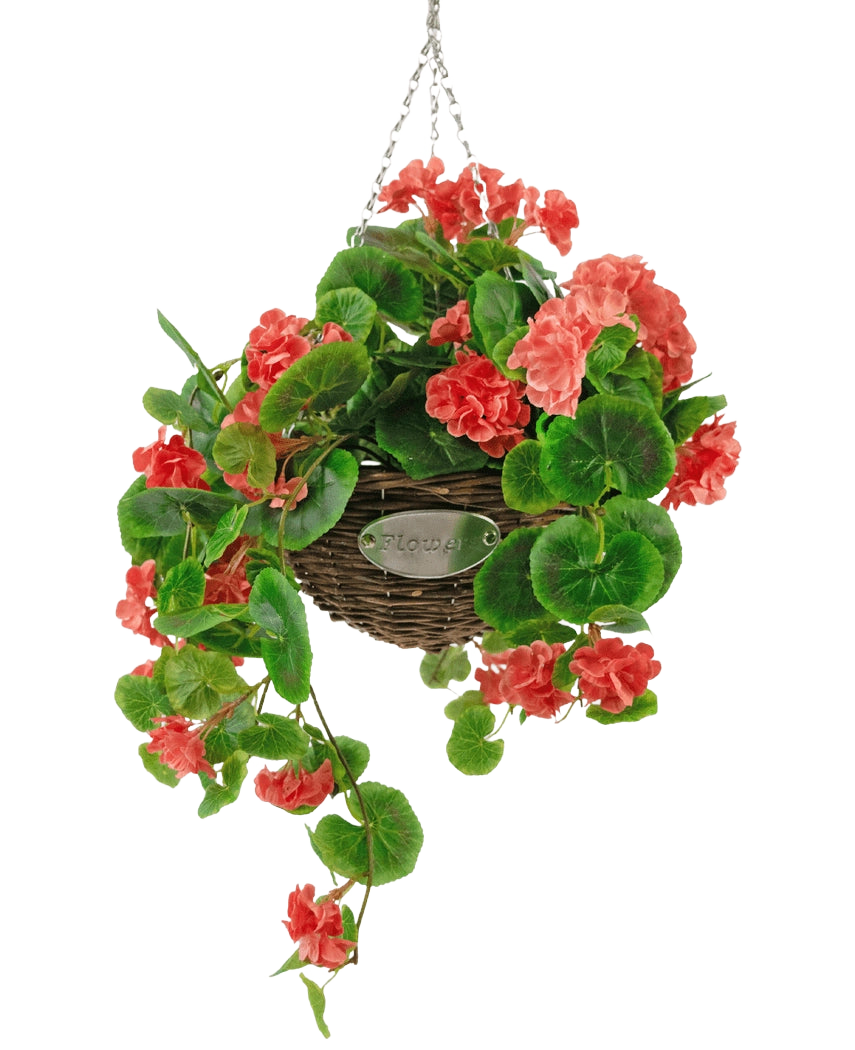 Die künstliche Begonie Pink im Korb UV 70 cm ist ein hängender Weidenkorb mit üppigen grünen Blättern und leuchtend korallenrosa Begonienblüten, der an einer silbernen Kette vor einem weißen Hintergrund hängt.