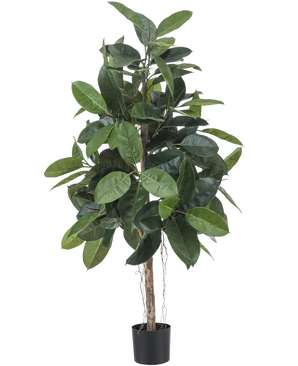 De Kunstplant Rubber Plant 150 cm heeft brede, glanzende donkergroene bladeren en staat in een kleine zwarte pot tegen een witte achtergrond.