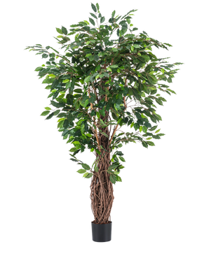 De Kunstplant Ficus Tropical Liana 180 cm heeft dichte groene bladeren en meerdere verstrengelde bruine stelen in een kleine zwarte pot, waardoor het een opvallend accent is voor elke ruimte tegen een effen witte achtergrond.