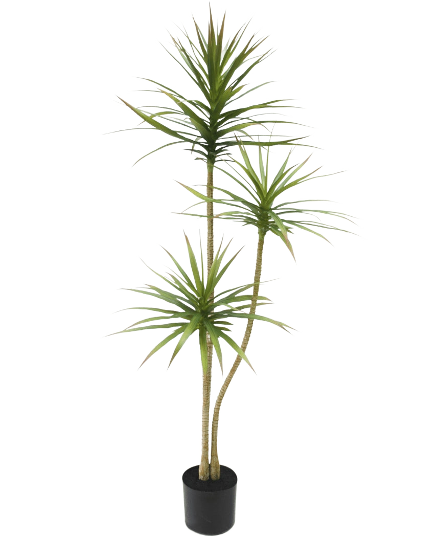Die Kunstpflanze Dracaena Fragnans 150 cm ist eine hohe Kunstpflanze in einem Topf mit drei schlanken Stielen und zarten grünen Blättern vor einem schlichten weißen Hintergrund.
