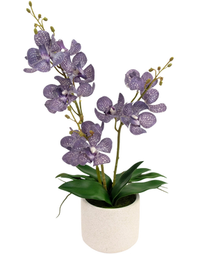 De Kunst Ascocenda 50 cm paars heeft twee groene stelen van bloeiende paarse orchideeën met witte spikkels in een witte pot, omringd door weelderige groene bladeren en bedekt met ongeopende knoppen.