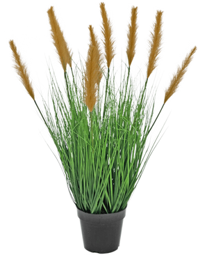 In een zwarte pot zitten hoge, groene grasachtige bladeren met bruine pluimen die lijken op pampagras. De Kunst Grasplant Struisriet 80 cm brandvertragend is een realistische kunstplant uit onze collectie kunstplanten, afgebeeld tegen een witte achtergrond.