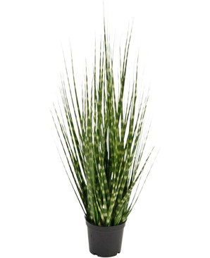 Der Kunstrasen-Zwiebelgraszweig Zebra ist eine 56 cm große, feuerhemmende Kunstpflanze mit langen, schmalen grünen Blättern und hellgrünen Streifen, die aufrecht in einem kleinen schwarzen Topf vor einem weißen Hintergrund steht.