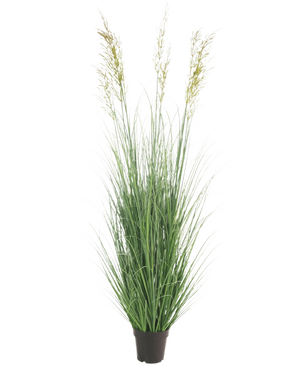 De Kunst Grasplant Tarwe 150 cm brandvertragend is een hoge, onderhoudsvrije plant met slanke groene bladeren en pluimen in een pot-ideaal als tuindecoratie, afgebeeld tegen een effen witte achtergrond.