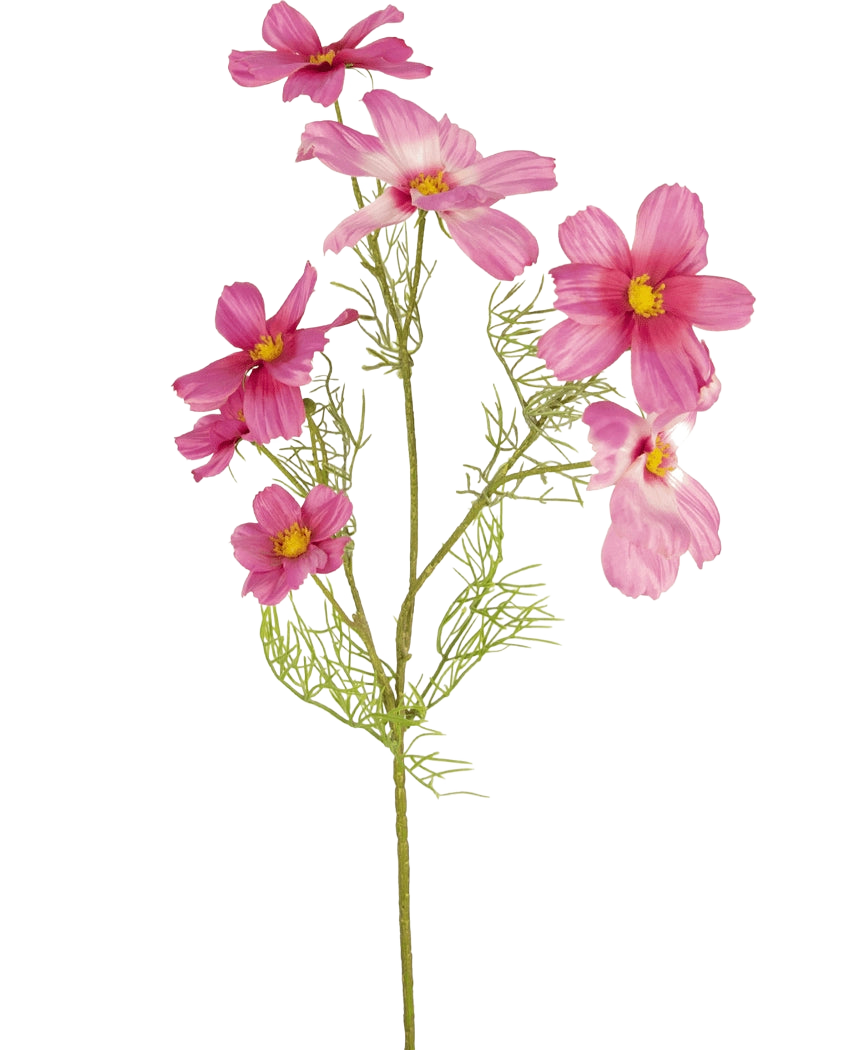 Vor einem schlichten weißen Hintergrund ist ein einzelner künstlicher Blumenkosmos in Fuchsia (74 cm) mit zarten, gefiederten Blättern und mehreren fuchsiafarbenen Blüten mit gelber Mitte zu sehen.