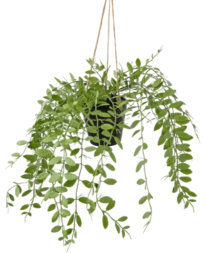 De Kunst hangplant Pumila in pot 30 cm heeft groene ranken met ovale bladeren, hangend aan drie touwtjes tegen een effen witte achtergrond.